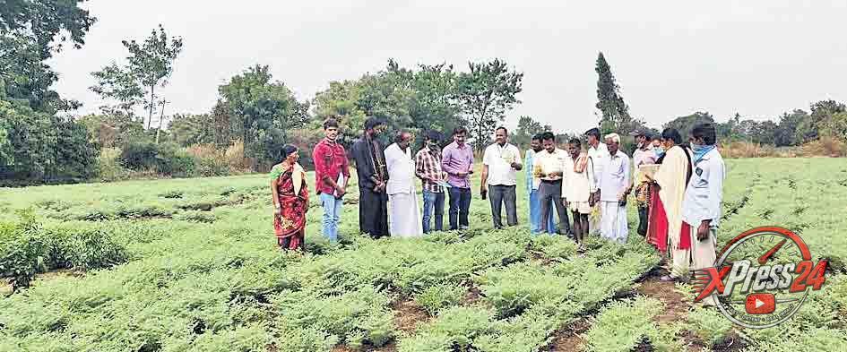 వరి పంటలో పురుగుమందుల అవశేషాల నియంత్రణపై రైతులకు అవగాహన