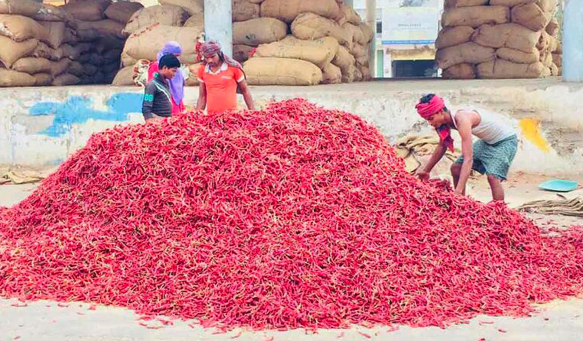 వరంగల్ ఎనమాముల మార్కెట్లో మిర్చి కొనుగోళ్లు ప్రారంభం