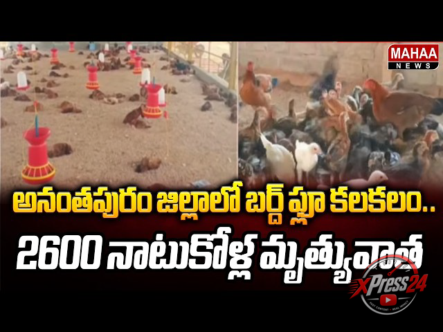 అనంతపురం జిల్లాలో బర్డ్ ఫ్లూ కలకలం